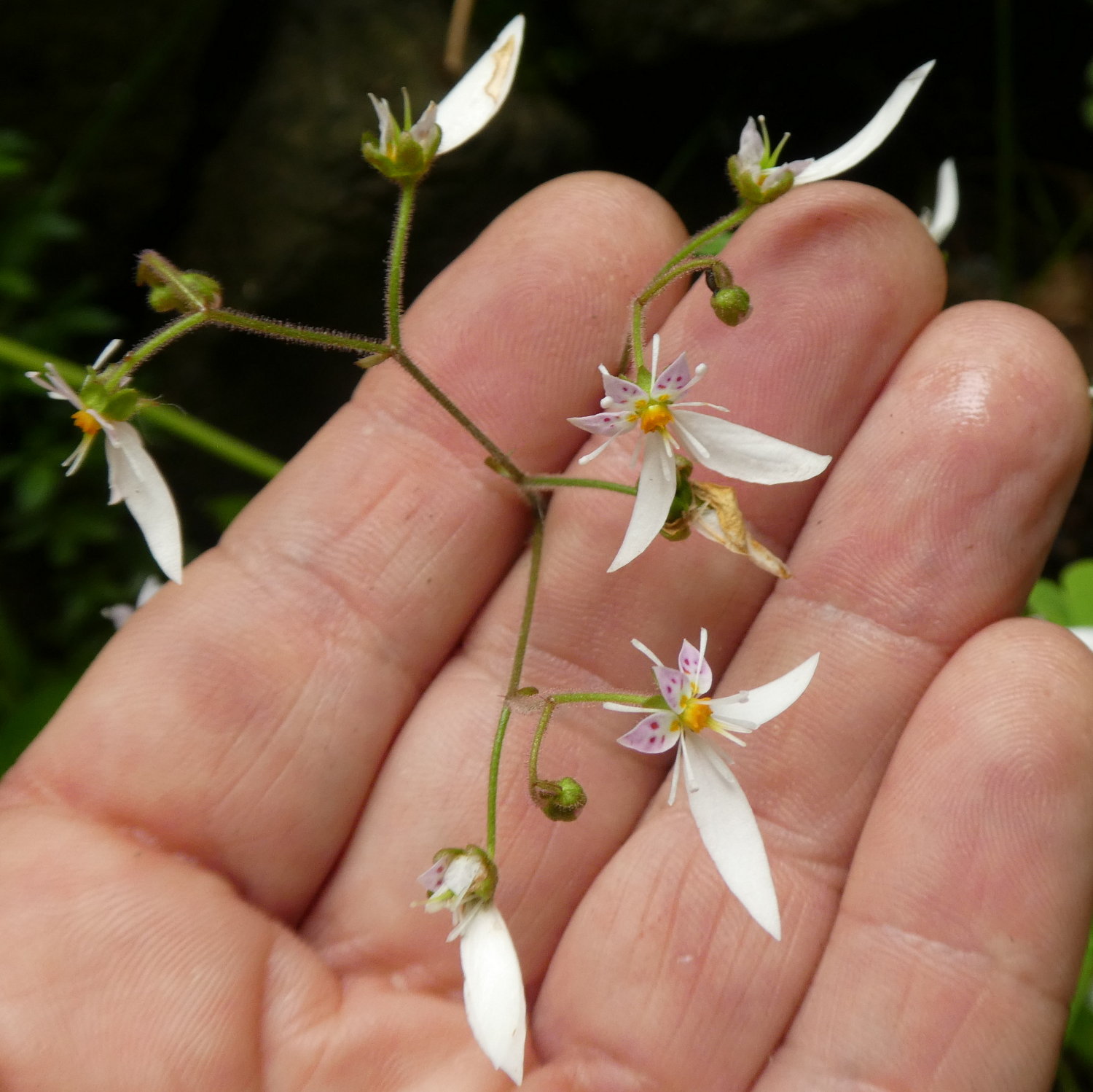 Saxifraga stolonifera  / Sassifraga stolonifera